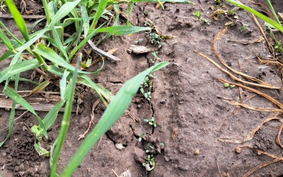 no till alfalfa seeding into rye