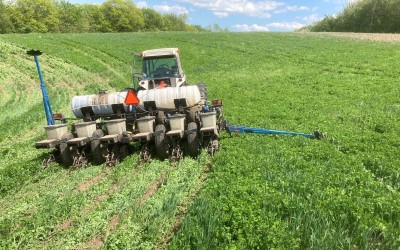 tractor planting corn into a green cover crop